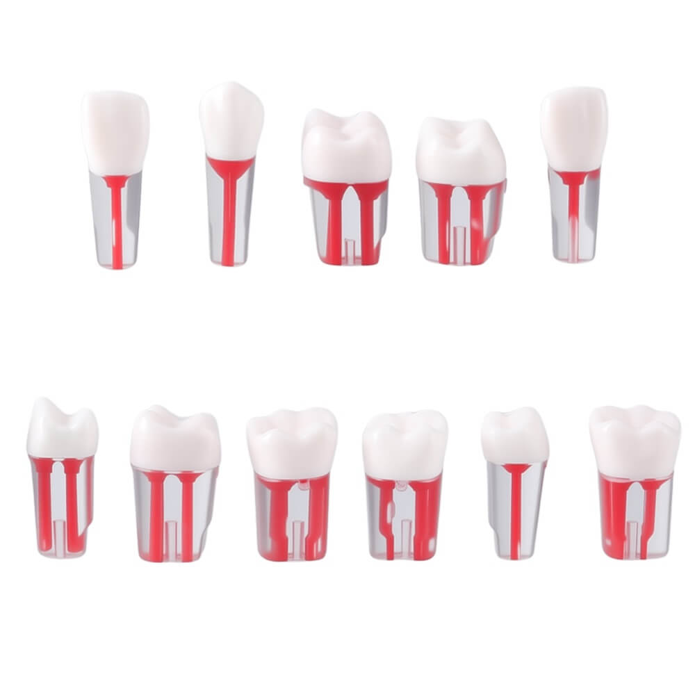 Dental Endo Teeth Model Transparent Root Canal Practice Block RCT Pulp Cavity Study Training Teaching - azdentall.com