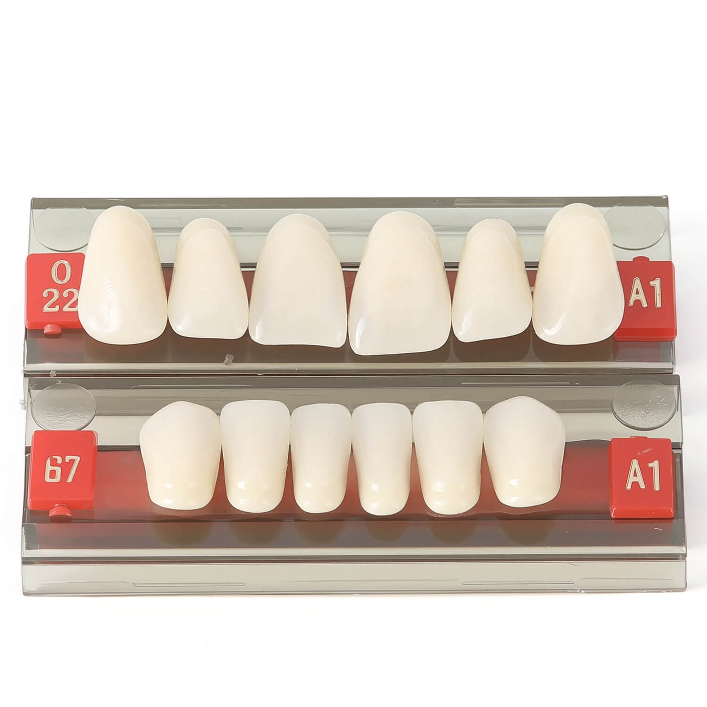 Dental Synthetic Resin Teeth Denture A1 A2 A3 Shade GN-II Two-Layer 28 Teeth/Set - azdentall.com