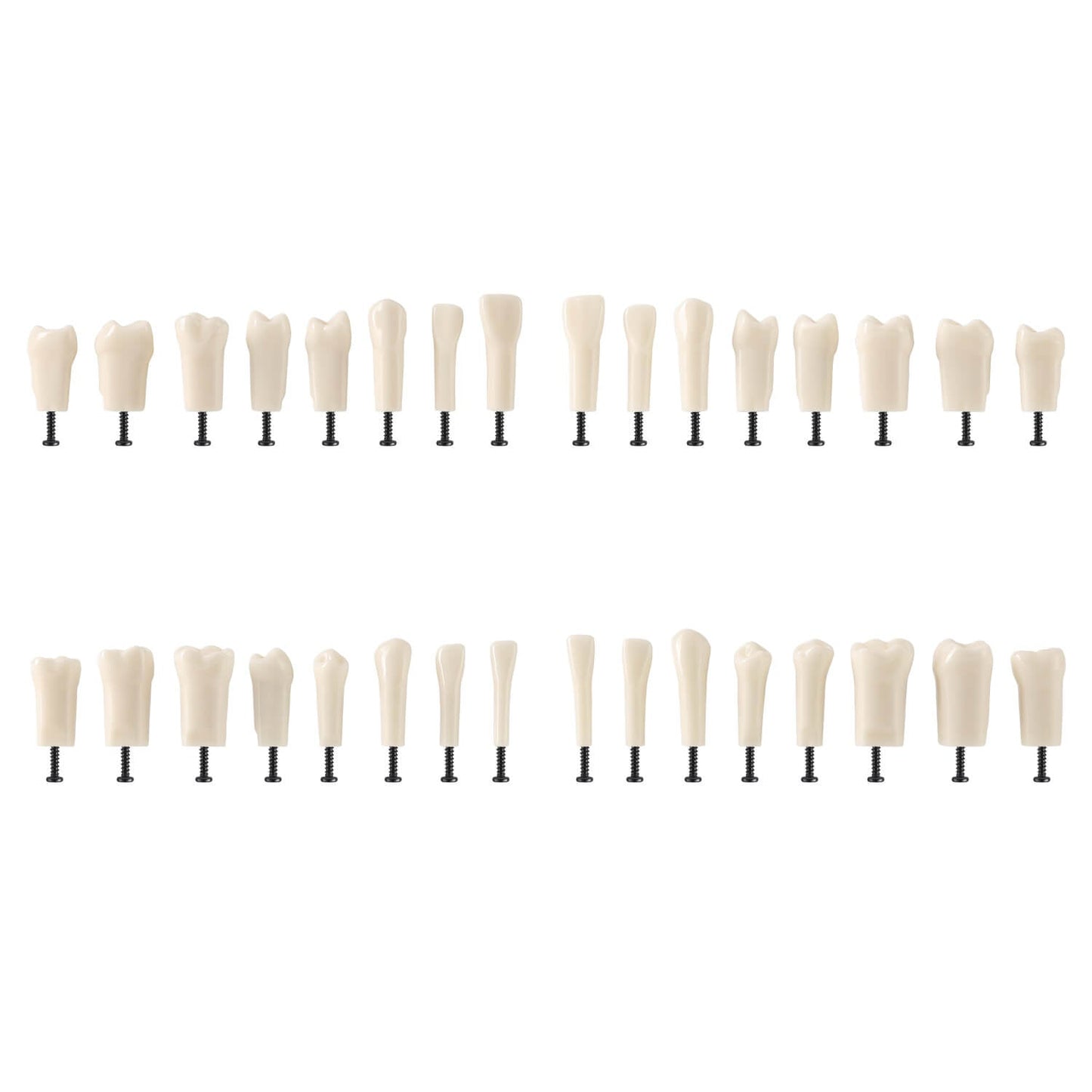 Dental Standard Resin Typodont Teeth Replacement Screw-in Teeth Model 32Pcs/Box - azdentall.com