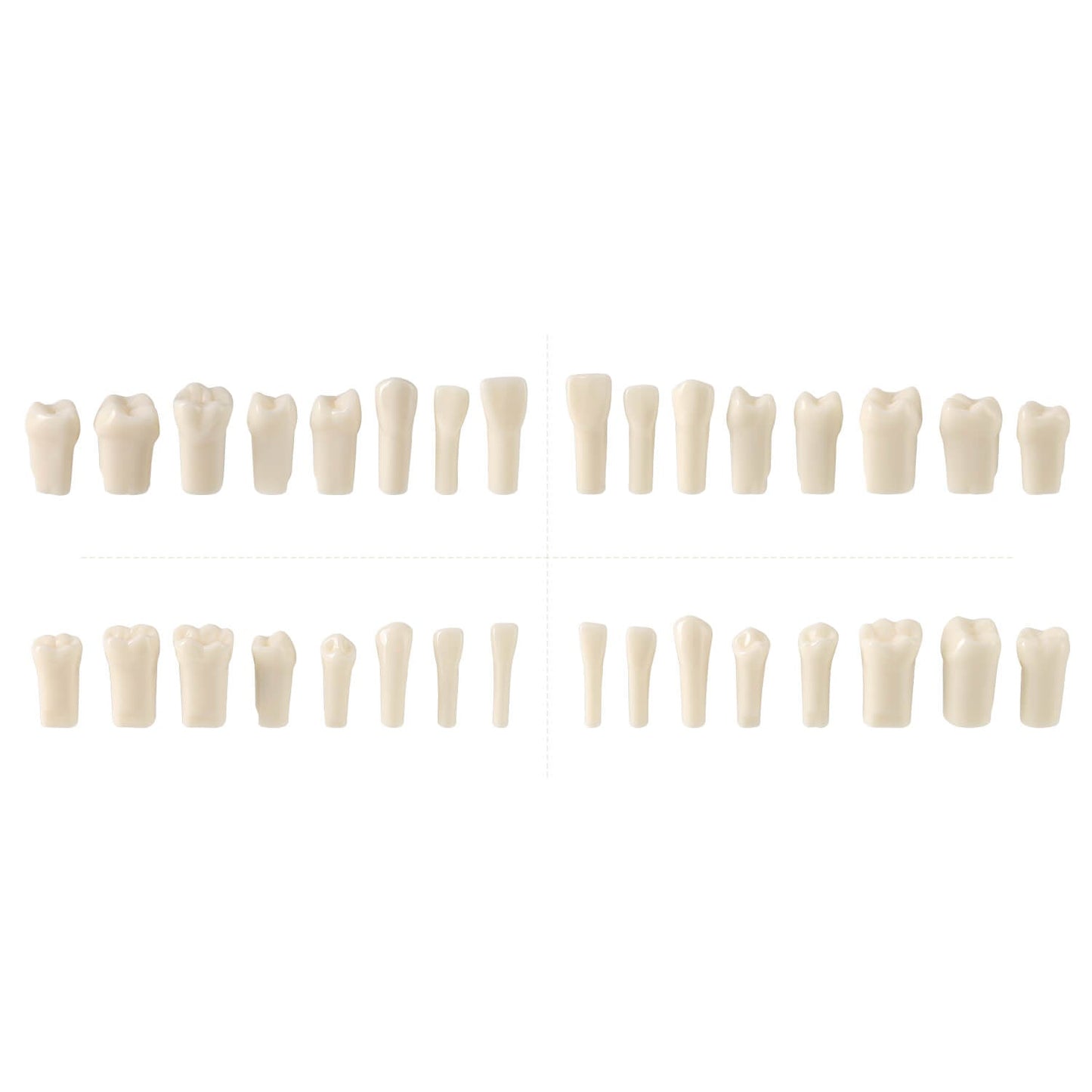 Dental Standard Resin Typodont Teeth Replacement Screw-in Teeth Model 32Pcs/Box - azdentall.com