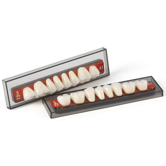 Dental Synthetic Resin Teeth Denture A1 A2 A3 GN-III Plastic Steel Two-Layer 28 Teeth/Set - azdentall.com