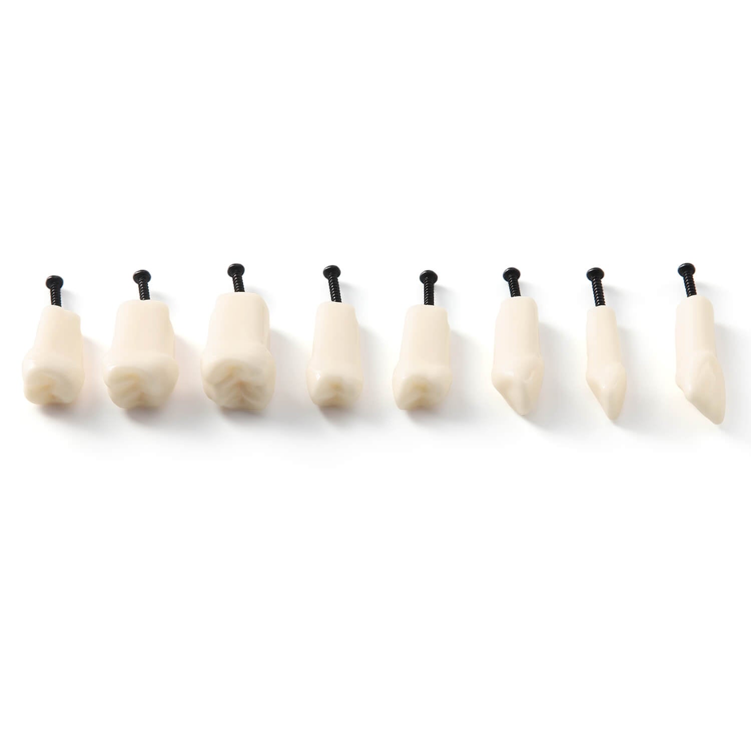 Dental Standard Resin Typodont Teeth Replacement Screw-in Teeth Model 32Pcs/Box - azdentall.com