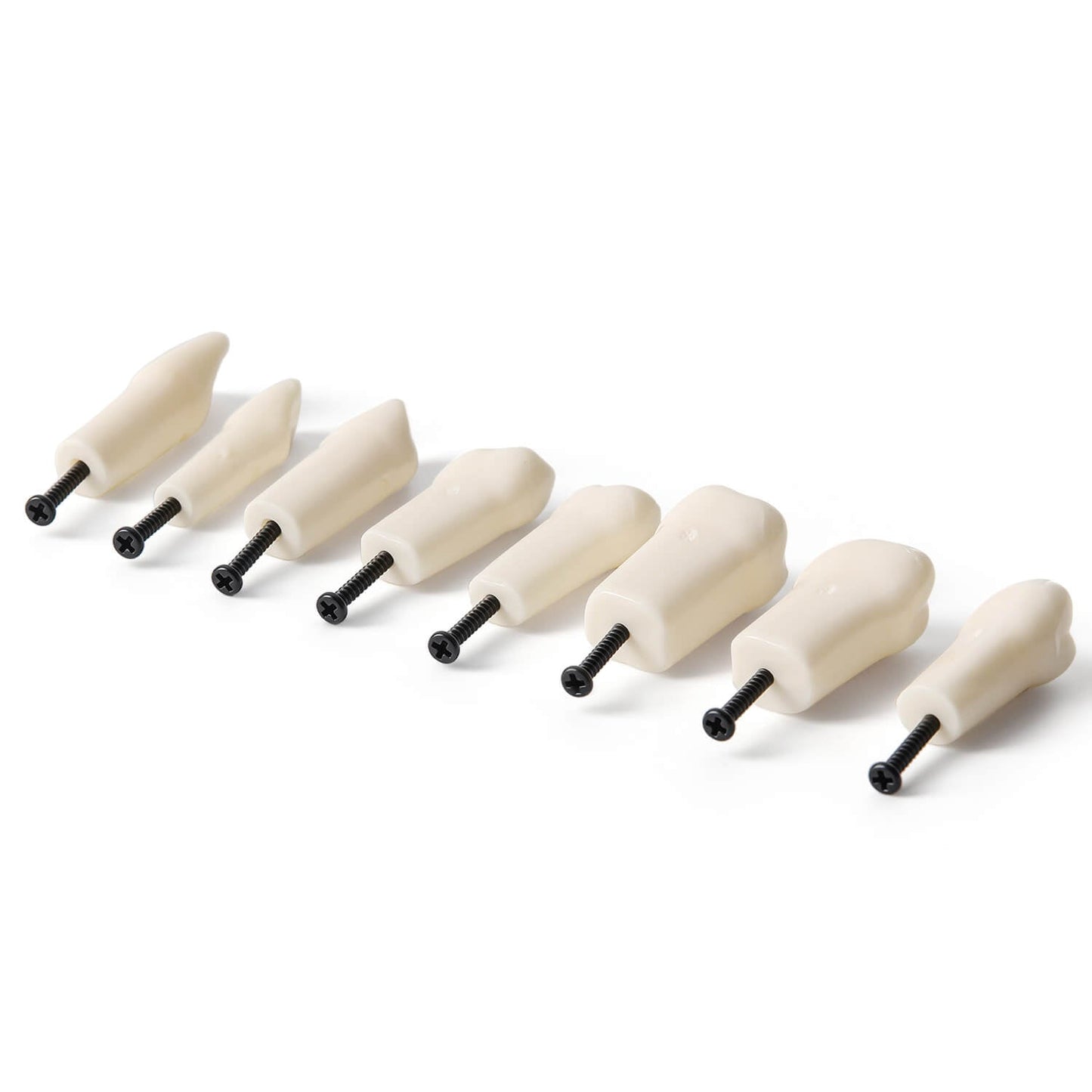 Dental Standard Resin Typodont Teeth Replacement Screw-in Teeth Model 32Pcs/Box - azdentall.com