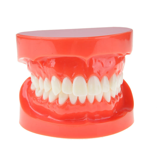 AZDENT Dental Adult Standard Typodont Demonstration Teeth Model