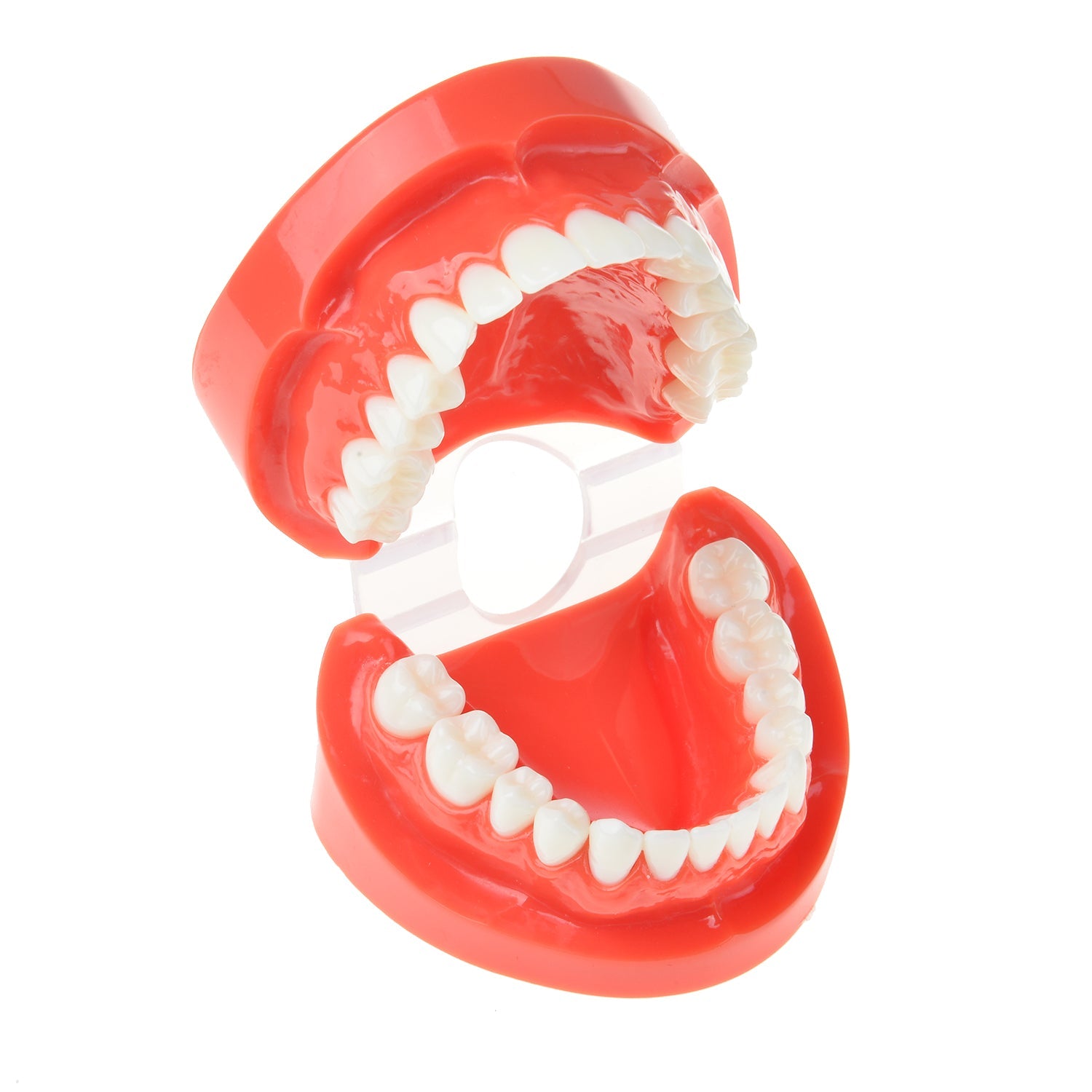 AZDENT Dental Adult Standard Typodont Demonstration Teeth Model