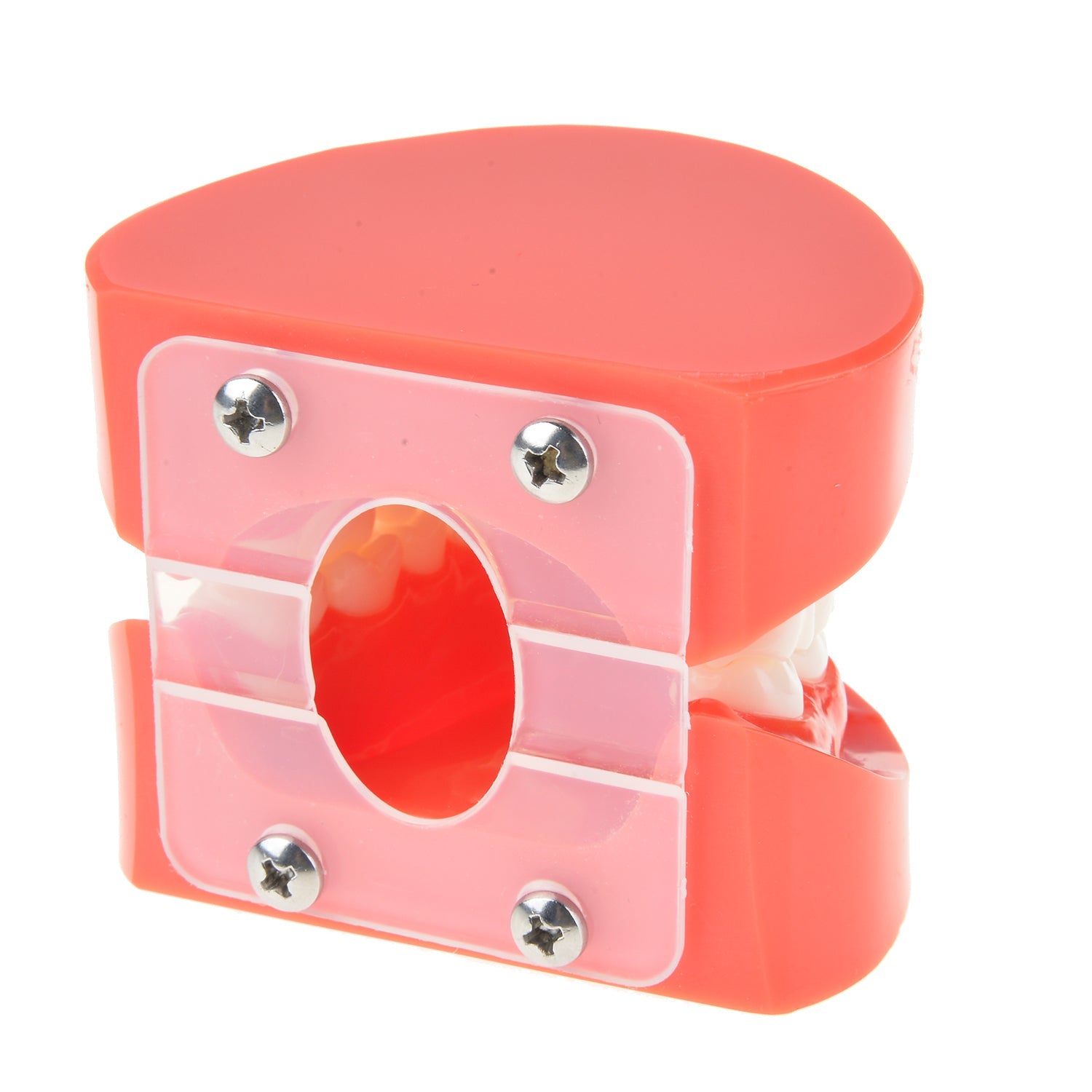 AZDENT Dental Adult Standard Typodont Demonstration Teeth Model