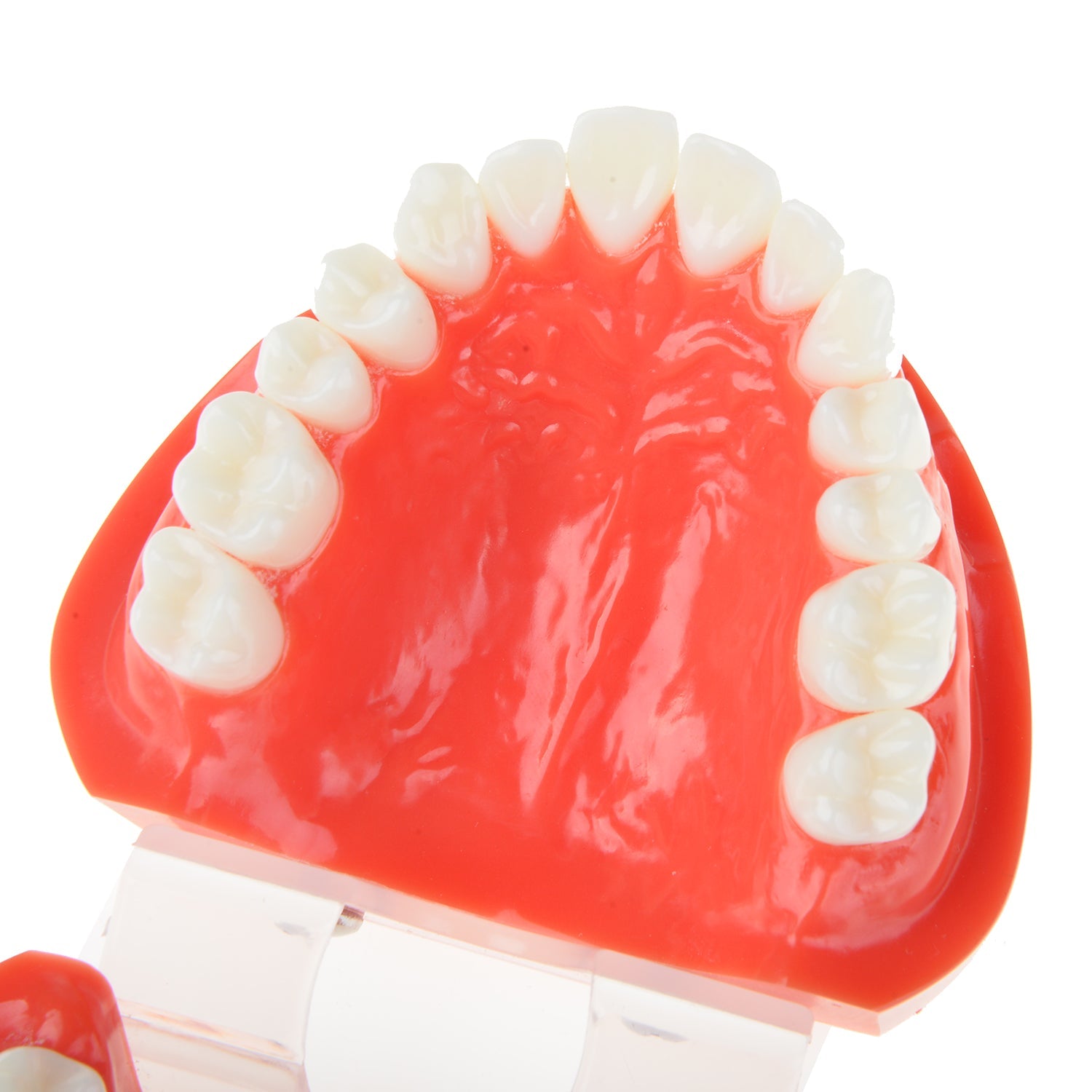 AZDENT Dental Adult Standard Typodont Demonstration Teeth Model