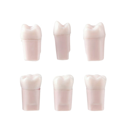 Dental Endo Teeth Model White Root Canal Practice Block RCT Study Training Teaching 5Pcs/Set - azdentall.com