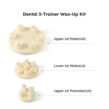 Dental Tooth Morphology Practice Model Gypsum/Resin Model Wax Up U6/L6/U4 Positions Training Kit - azdentall.com