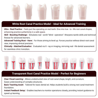 Dental Endo Teeth Model White Root Canal Practice Block RCT Study Training Teaching 5Pcs/Set - azdentall.com