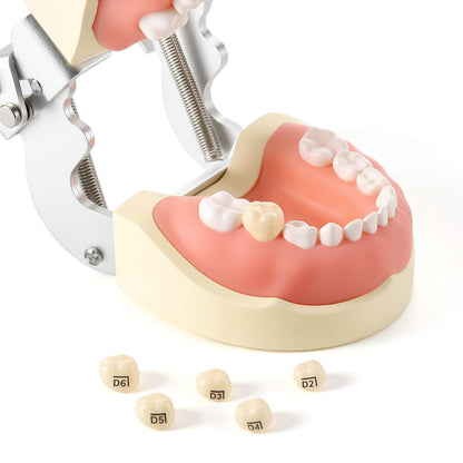 48 Sizes Dental Zirconia Crowns for Kids Posterior Teeth Primary Molar Crowns 1pc/Box - azdentall.com