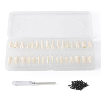 Dental Standard Resin Typodont Teeth Replacement Screw-in Teeth Model 32Pcs/Box - azdentall.com