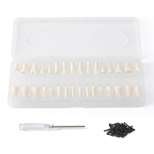 Dental Standard Resin Typodont Teeth Replacement Screw-in Teeth Model 32Pcs/Box - azdentall.com
