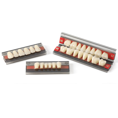 Dental Synthetic Resin Teeth Denture A1 A2 A3 Shade GL-I Two-Layer 28 Teeth/Set - azdentall.com