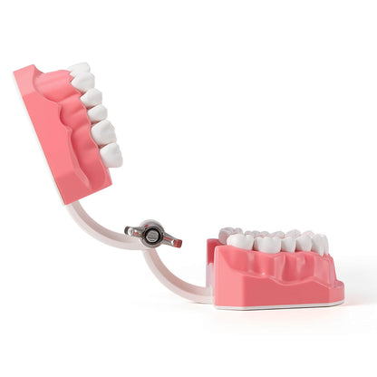 Dental 1:1 Standard /2 Times Teeth Model Brushing Flossing Practice Studying Teaching - azdentall.com