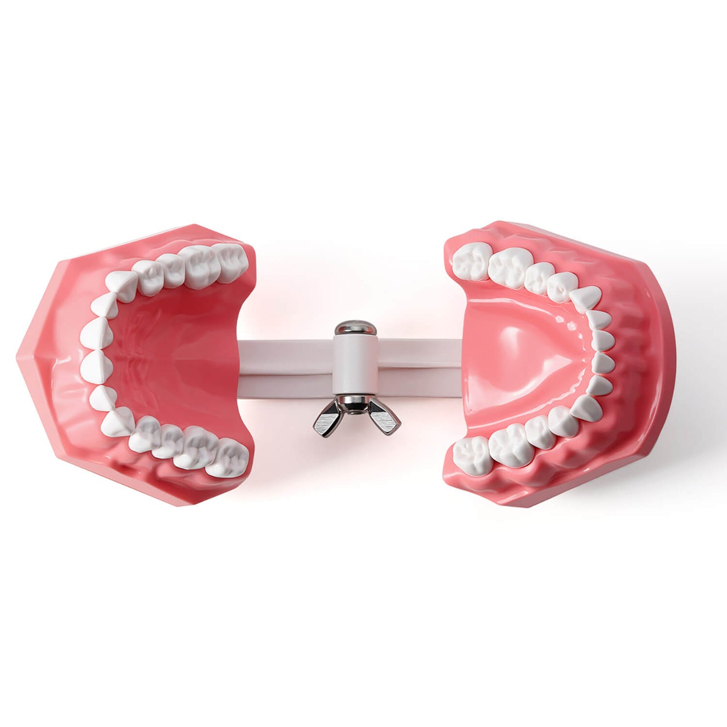 Dental 1:1 Standard /2 Times Teeth Model Brushing Flossing Practice Studying Teaching - azdentall.com