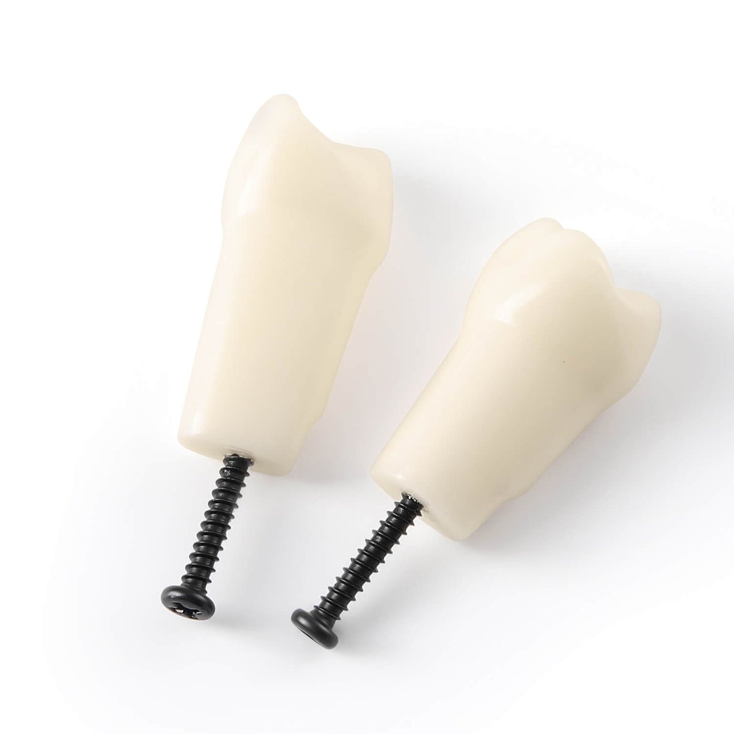 Dental Standard Resin Typodont Teeth Replacement Screw-in Teeth Model 32Pcs/Box - azdentall.com