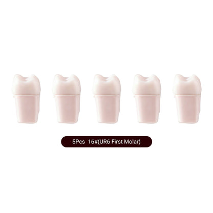 Dental Endo Teeth Model White Root Canal Practice Block RCT Study Training Teaching 5Pcs/Set - azdentall.com