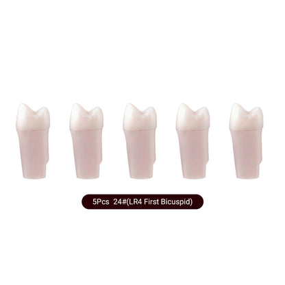 Dental Endo Teeth Model White Root Canal Practice Block RCT Study Training Teaching 5Pcs/Set - azdentall.com