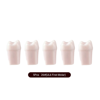 Dental Endo Teeth Model White Root Canal Practice Block RCT Study Training Teaching 5Pcs/Set - azdentall.com