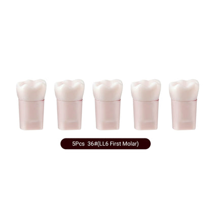 Dental Endo Teeth Model White Root Canal Practice Block RCT Study Training Teaching 5Pcs/Set - azdentall.com