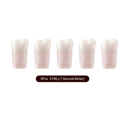 Dental Endo Teeth Model White Root Canal Practice Block RCT Study Training Teaching 5Pcs/Set - azdentall.com