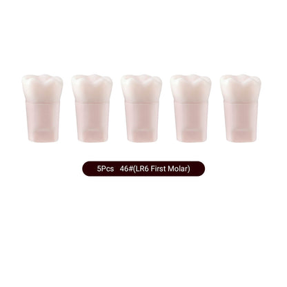 Dental Endo Teeth Model White Root Canal Practice Block RCT Study Training Teaching 5Pcs/Set - azdentall.com