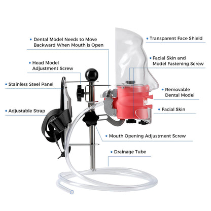 Dental Simulation Mannequin Teaching Head Model with Adjustable Straps - azdentall.com