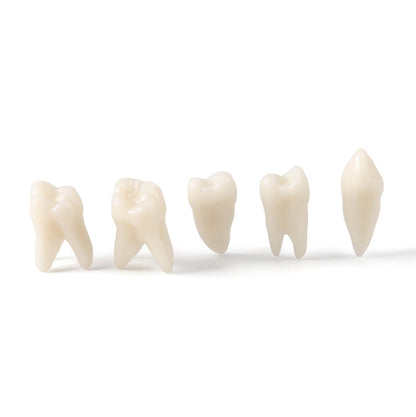 Dental Adults 28-Tooth Standard Extraction Model Detachable Teaching Teeth Tool - azdentall.com