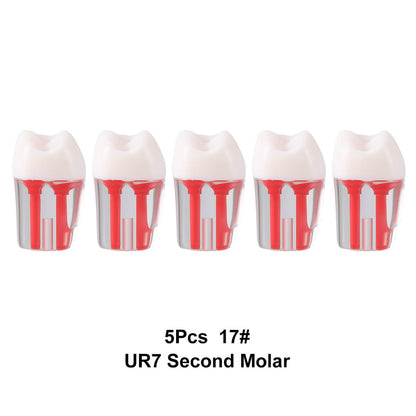 Dental Endo Teeth Model Transparent Root Canal Practice Block RCT Pulp Cavity Study Training Teaching - azdentall.com