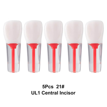 Dental Endo Teeth Model Transparent Root Canal Practice Block RCT Pulp Cavity Study Training Teaching - azdentall.com