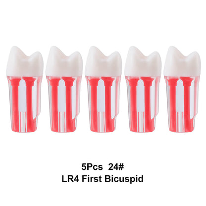 Dental Endo Teeth Model Transparent Root Canal Practice Block RCT Pulp Cavity Study Training Teaching - azdentall.com