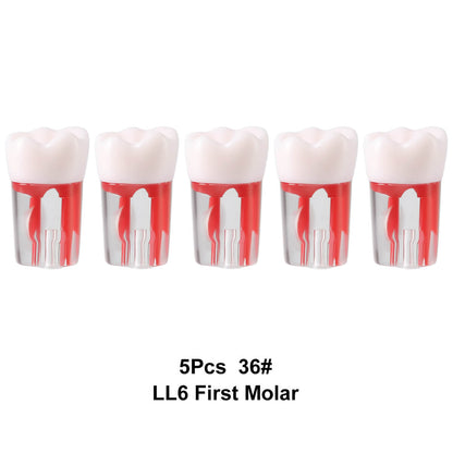 Dental Endo Teeth Model Transparent Root Canal Practice Block RCT Pulp Cavity Study Training Teaching - azdentall.com