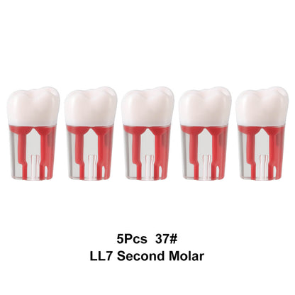 Dental Endo Teeth Model Transparent Root Canal Practice Block RCT Pulp Cavity Study Training Teaching - azdentall.com