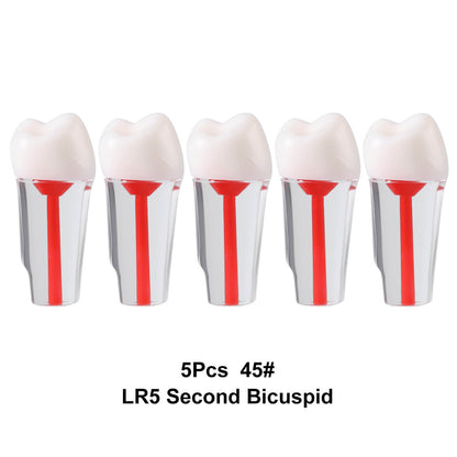 Dental Endo Teeth Model Transparent Root Canal Practice Block RCT Pulp Cavity Study Training Teaching - azdentall.com