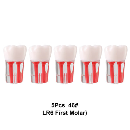 Dental Endo Teeth Model Transparent Root Canal Practice Block RCT Pulp Cavity Study Training Teaching - azdentall.com