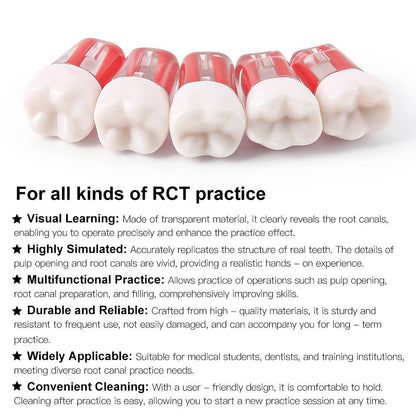 Dental Endo Teeth Model Transparent Root Canal Practice Block RCT Pulp Cavity Study Training Teaching - azdentall.com