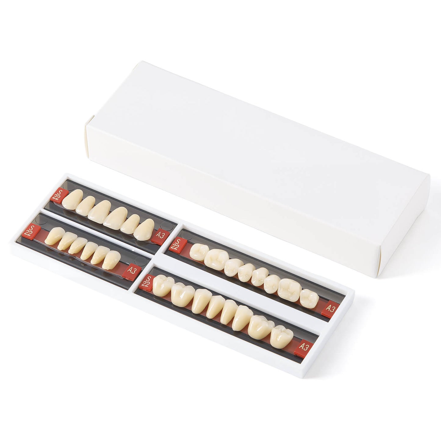 Dental Synthetic Resin Teeth Denture A1 A2 A3 Shade GL-I Two-Layer 28 Teeth/Set - azdentall.com
