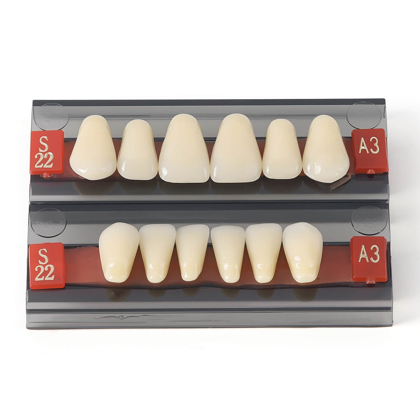 Dental Synthetic Resin Teeth Denture A1 A2 A3 Shade GL-I Two-Layer 28 Teeth/Set - azdentall.com