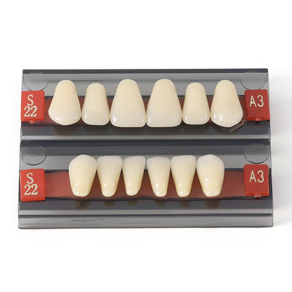 Dental Synthetic Resin Teeth Denture A1 A2 A3 Shade GL-I Two-Layer 28 Teeth/Set - azdentall.com