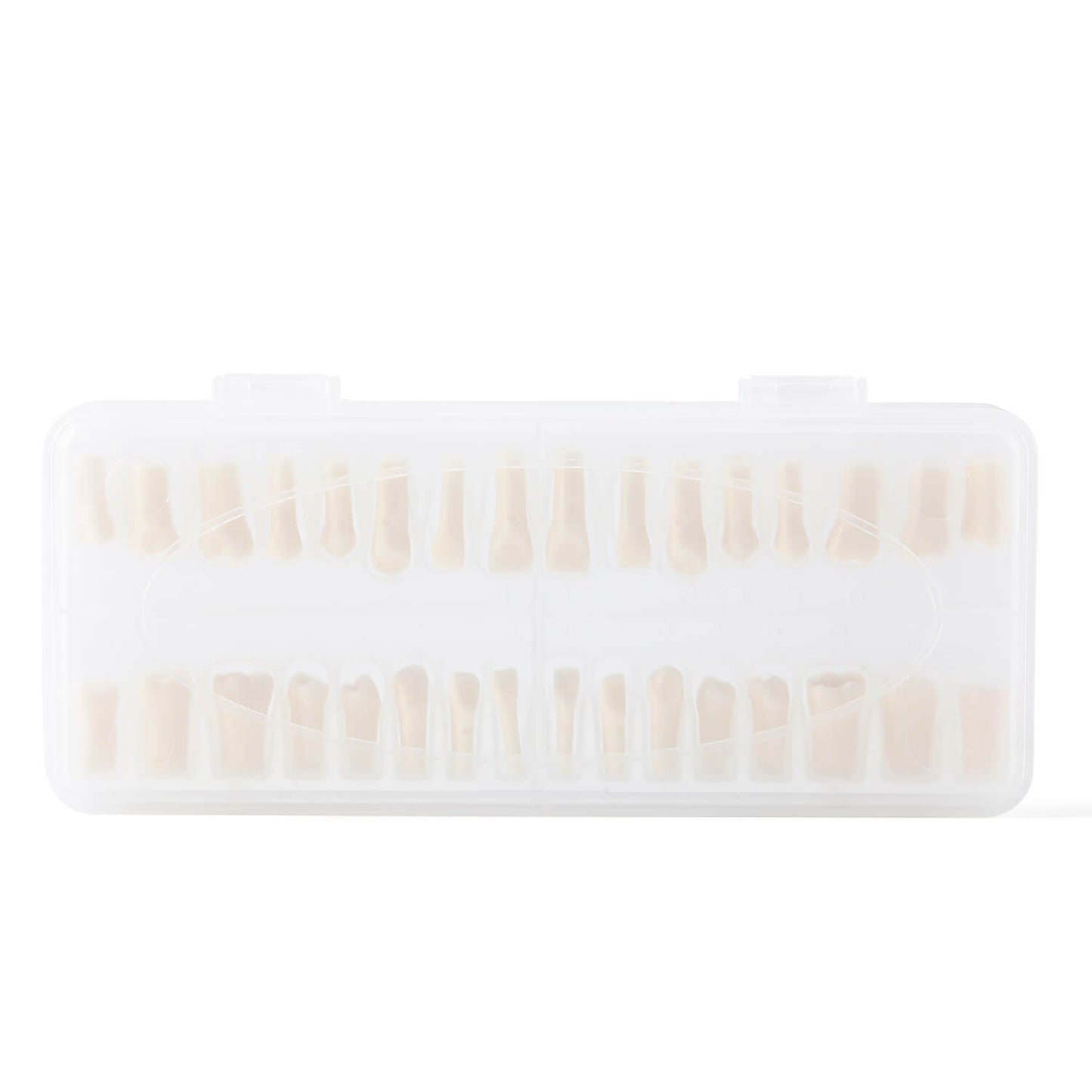 Dental Standard Resin Typodont Teeth Replacement Screw-in Teeth Model 32Pcs/Box - azdentall.com