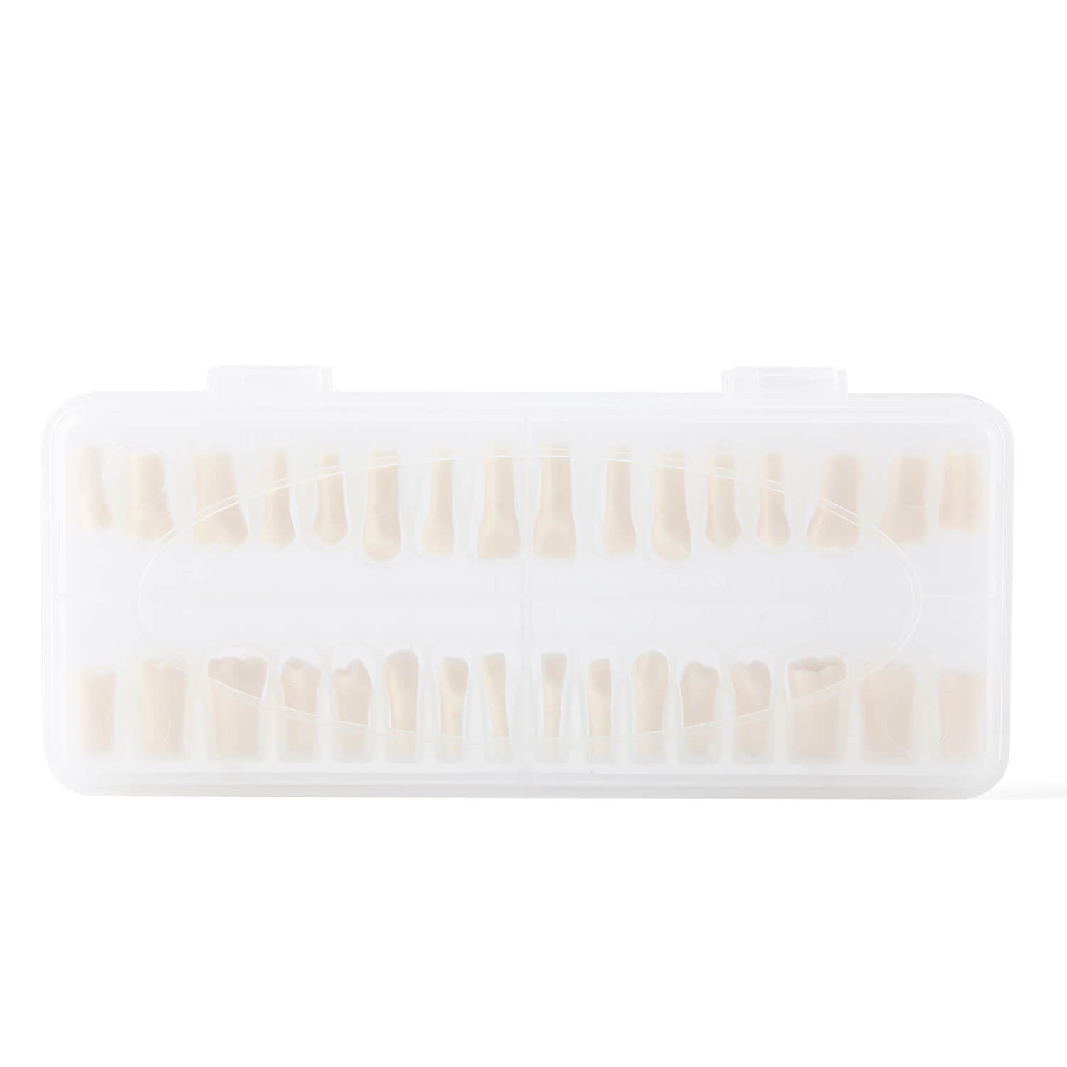 Dental Standard Resin Typodont Teeth Replacement Screw-in Teeth Model 32Pcs/Box - azdentall.com
