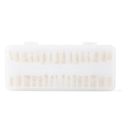 Dental Standard Resin Typodont Teeth Replacement Screw-in Teeth Model 32Pcs/Box - azdentall.com