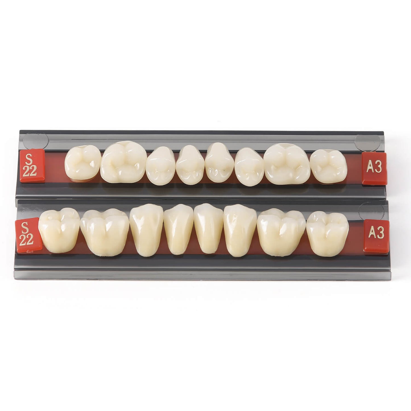Dental Synthetic Resin Teeth Denture A1 A2 A3 Shade GL-I Two-Layer 28 Teeth/Set - azdentall.com