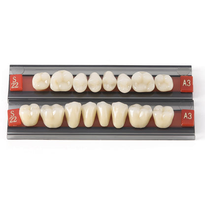 Dental Synthetic Resin Teeth Denture A1 A2 A3 Shade GL-I Two-Layer 28 Teeth/Set - azdentall.com