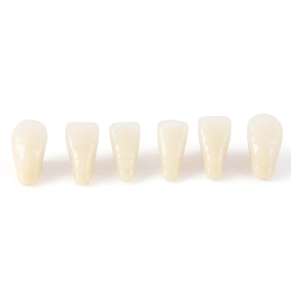 Dental Synthetic Resin Teeth Denture A1 A2 A3 Shade GL-I Two-Layer 28 Teeth/Set - azdentall.com