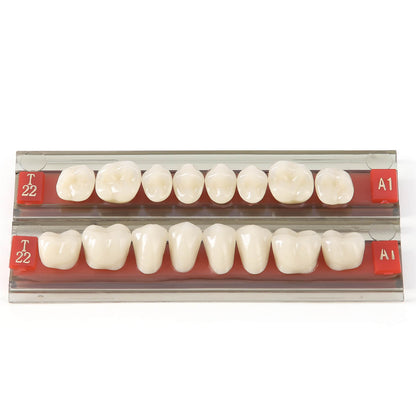 Dental Synthetic Resin Teeth Denture A1 A2 A3 Shade GN-II Two-Layer 28 Teeth/Set - azdentall.com