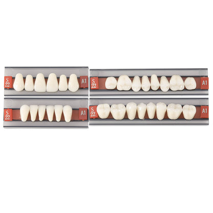Dental Synthetic Resin Teeth Denture A1 A2 A3 GN-III Plastic Steel Two-Layer 28 Teeth/Set - azdentall.com