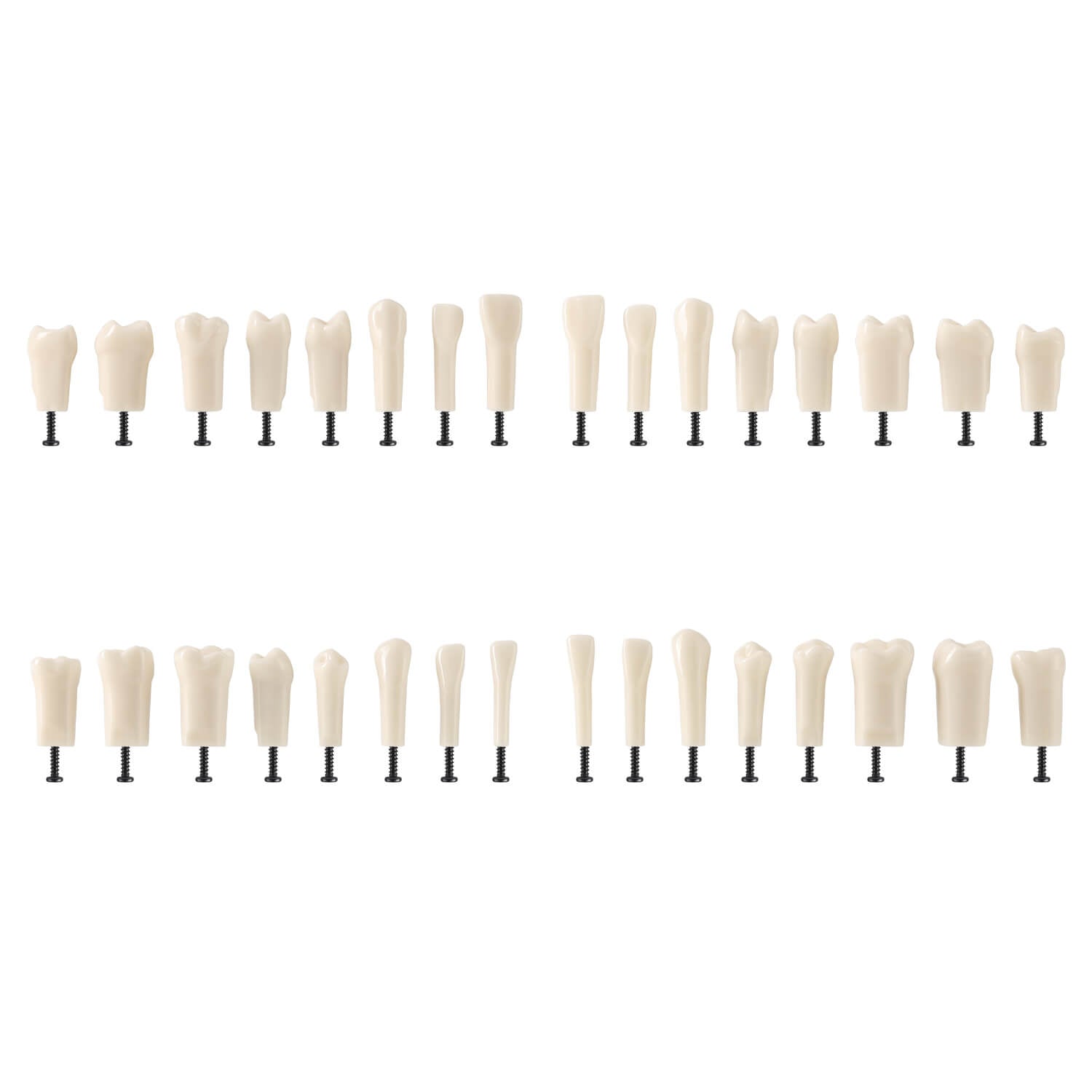 Dental Standard Resin Typodont Teeth Replacement Screw-in Teeth Model 32Pcs/Box - azdentall.com