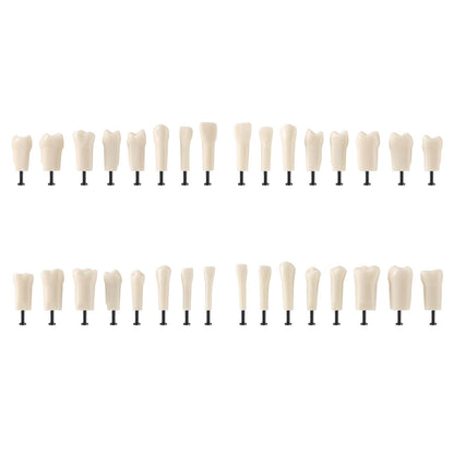 Dental Standard Resin Typodont Teeth Replacement Screw-in Teeth Model 32Pcs/Box - azdentall.com